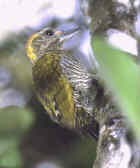 Yellow-eared Woodpecker(MR) Yellow-eared Woodpecker (Veniliornis maculifrons).jpg