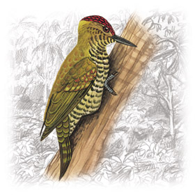 210 Red-stained Woodpecker (Veniliornis affinis).jpg