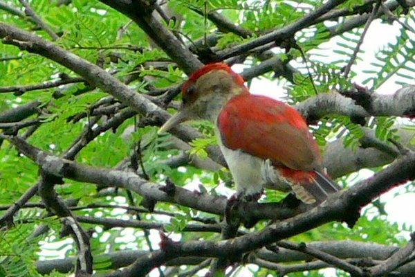 Veniliornis callonotus1 Guayaquil Feb06 Scarlet-backed Woodpecker - Veniliornis callonotus.jpg