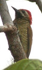 Yellow-vented Woodpecker(TB) Yellow-vented Woodpecker (Veniliornis dignus).jpg