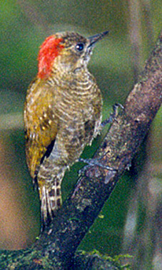 ven pas mar Little Woodpecker (Veniliornis passerinus).jpg