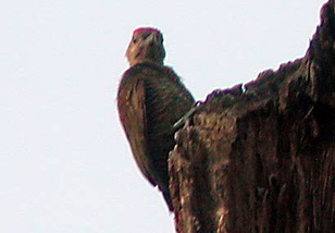 Blood-coloured Woodpecker (Veniliornis sanguineus).jpg