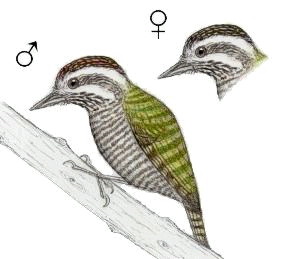 White-spotted Woodpecker (Veniliornis spilogaster).jpg