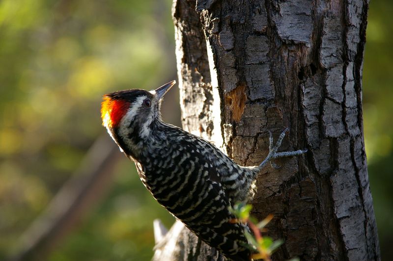 Striped Woodpecker (Veniliornis lignarius).jpg