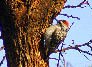 Checkered Woodpecker (Veniliornis mixtus).jpg