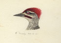 B22a s Fine-spotted Woodpecker (Campethera punctuligera).jpg