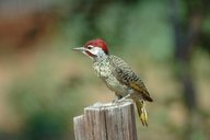 0284 Bennett\'s Woodpecker (Campethera bennettii).jpg