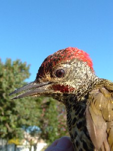 potberg09 Knysna Woodpecker (Campethera notata).jpg