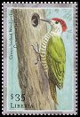  99065 Green-backed Woodpecker (Campethera cailliautii).jpg