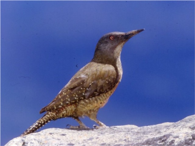 01825 Ground Woodpecker Geocolaptes olivaceus.jpg