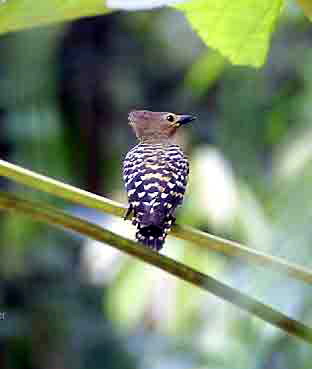 BuffP1 Buff-rumped Woodpecker (Meiglyptes tristis).jpg