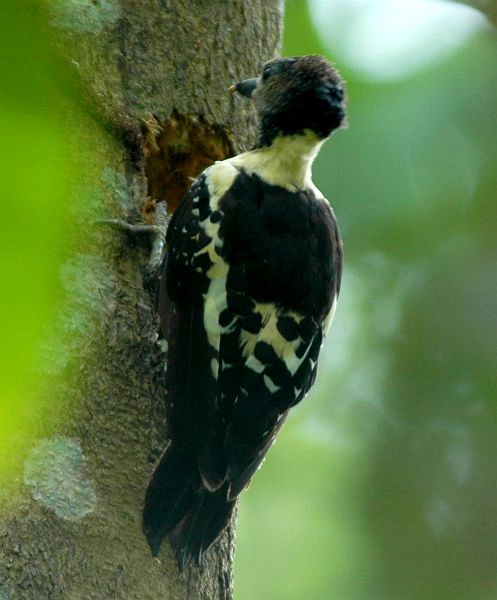 black-and-buff woodpecker nhb Black-and-buff Woodpecker (Meiglyptes jugularis).jpg