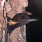 Buff-necked Woodpecker female(CA) Buff-necked Woodpecker (Meiglyptes tukki).jpg