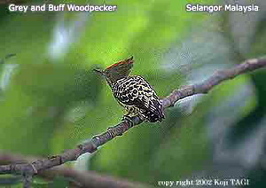 grey buff Wpecker F1 Grey-and-buff Woodpecker (Hemicircus concretus).jpg