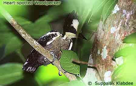 heart Wpecker R1 Heart-spotted Woodpecker (Hemicircus canente).jpg