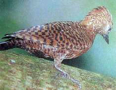 YosriBurungBelatukBijiNangka-Rufous Woodpecker (Micropternus brachyurus).jpg