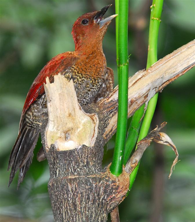 Banded Woodpecker (Picus mineaceus).jpg