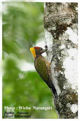 lesser yellownape P1 Lesser Yellownape (Picus chlorolophus) woodpecker.jpg