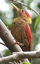 Crimson-winged Woodpecker (LP) Crimson-winged Woodpecker (Picus puniceus).jpg