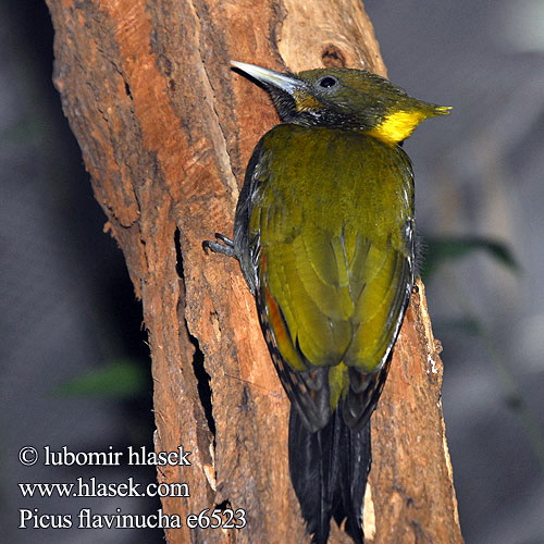 picus flavinucha e6523 Greater Yellownape (Picus flavinucha) woodpecker.jpg