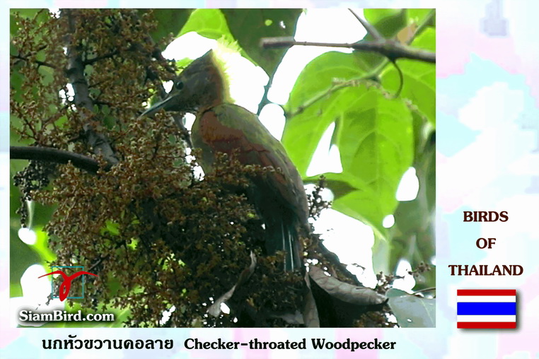 Checker-throated Woodpecker (Picus mentalis).jpg