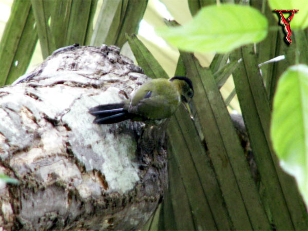 Bird058 Streak-breasted Woodpecker (Picus viridanus).jpg