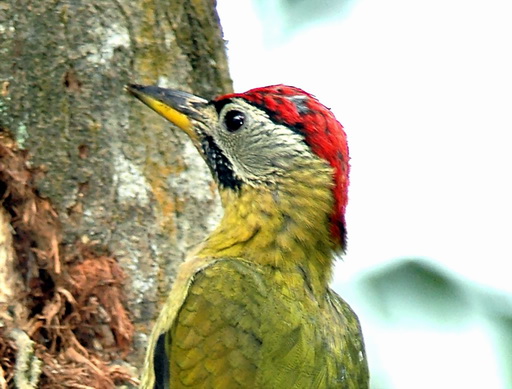 Laced Woodpecker (Picus vittatus).jpg
