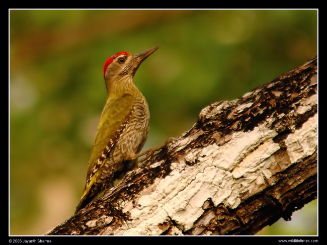 n wood pecker Streak-throated Woodpecker (Picus xanthopygaeus).jpg
