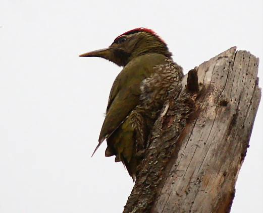 Scaly-bellied Woodpecker (Picus squamatus).jpg