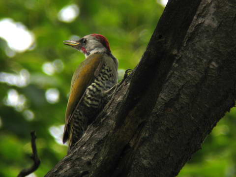 Picus awokera2-Picus awokera Japanese Green Woodpecker.jpg