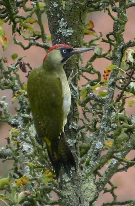 Gr??nspecht Picus viridis Green Woodpecker (Picus viridis).jpg