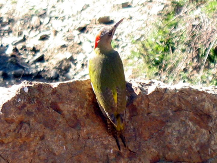 Levaillant\'s Woodpecker (Picus vaillantii).jpg