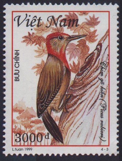  99182 Red-collared Woodpecker (Picus rabieri).jpg