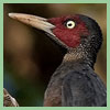 Sooty Woodpecker (Mulleripicus funebris).jpg