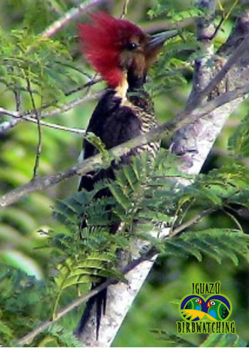 carpintero02 Helmeted Woodpecker (Dryocopus galeatus).jpg