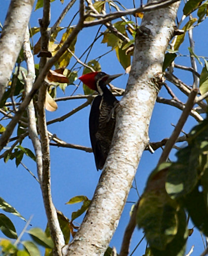 Lwp Lineated Woodpecker (Dryocopus lineatus).jpg