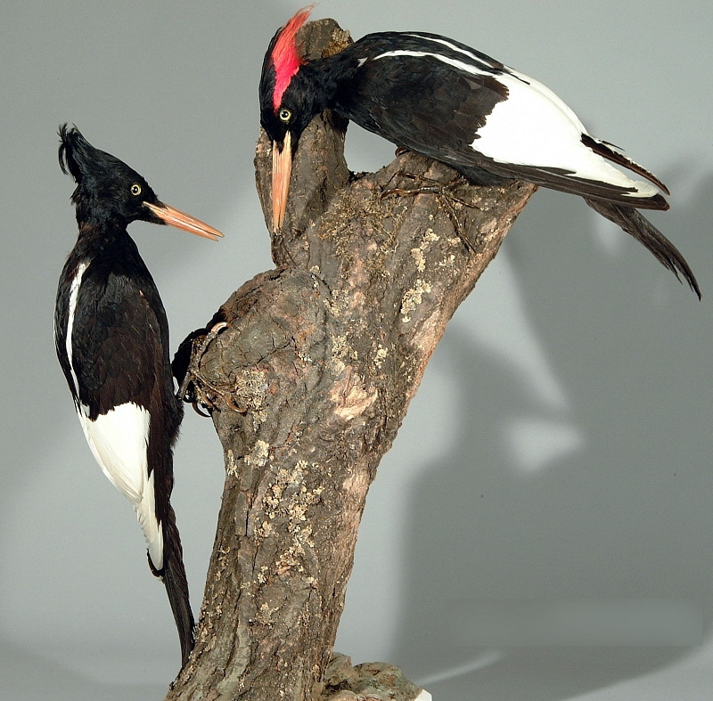 Kaiserspecht fg02 Imperial Woodpecker (Campephilus imperialis).jpg