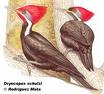 Black-bodied Woodpecker (Dryocopus schulzi).jpg