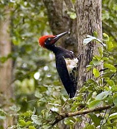 White-bellied Woodpecker (Dryocopus javensis).jpg