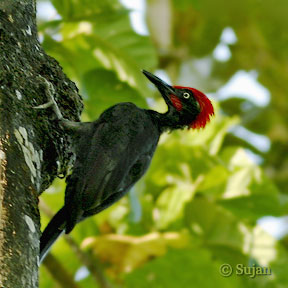andaman woodpecker8 Dryocopus hodgei Andaman Woodpecker.jpg