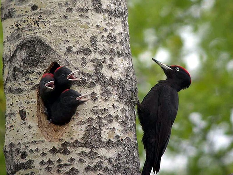 BlackWoods-Black Woodpecker (Dryocopus martius).jpg