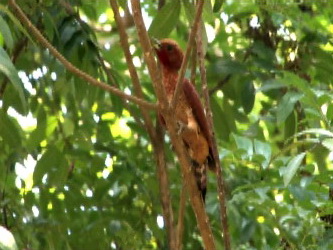 Cinnamon Woodpecker (Celeus loricatus).jpg