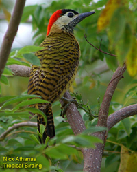 carpintero pechipunteado Waved Woodpecker (Celeus undatus).jpg