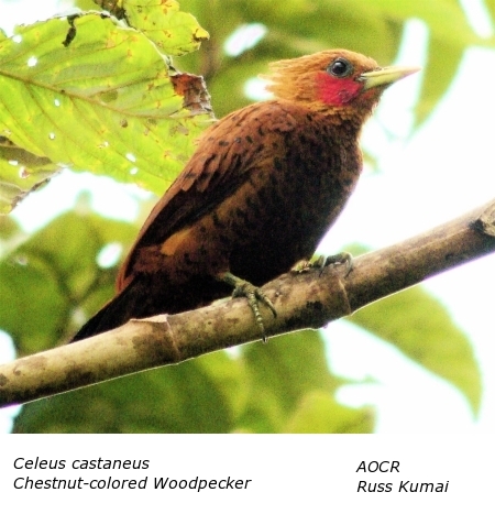 Celeus castaneus Chestnut-colored Woodpecker.jpg