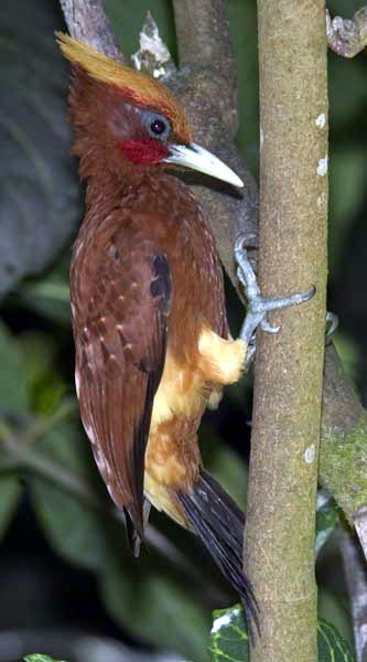 Chestnut Woodpecker (Celeus elegans).jpg