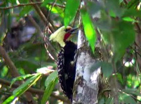 Blond-crested Woodpecker (Celeus flavescens).jpg