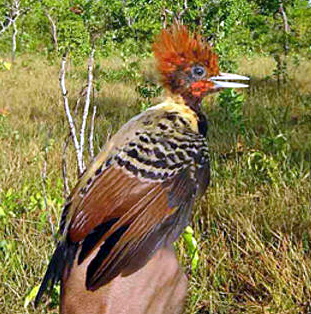 B celeus obrieni-Caatinga, Kaempfer\'s Woodpecker (Celeus obrieni).jpg