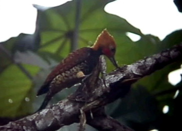 Ringed Woodpecker (Celeus torquatus).jpg
