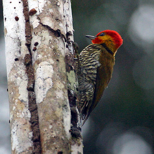 picfla5248 Yellow-throated Woodpecker (Piculus flavigula).jpg