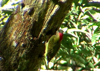 Golden-olive Woodpecker (Colaptes rubiginosus).jpg